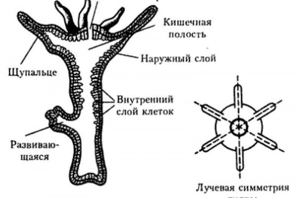 Как вернуть профиль в кракене